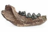 Fossil Cave Hyena (Crocuta crocuta spelaea) Mandible - Siberia #269615-1